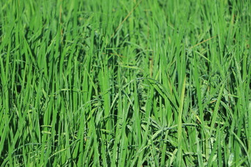 Morning dew on green grass in a winter morning