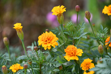 マリーゴールド