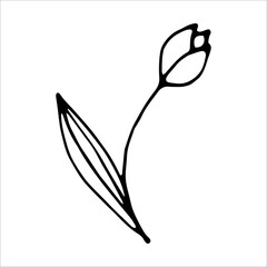 Tulip flower doodle style vector illustration isolated on white
