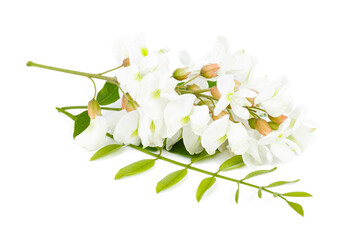 Spring flower of acacia tree on a white background.