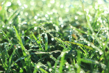 background of dew drops on bright green grass