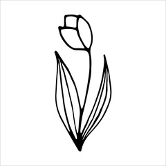 Tulip flower doodle style vector illustration isolated on white