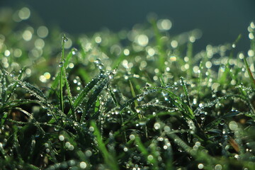 Morning fresh dew on green grass - obrazy, fototapety, plakaty