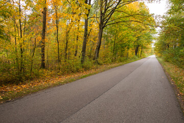 Fototapeta premium Autumn forest in the rays of the sun and the road in autumn colors. Day.