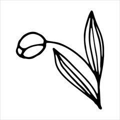 Tulip flower doodle style vector illustration isolated on white