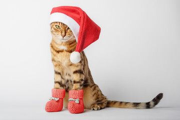 Funny Bengal cat in a Christmas hat isolated on a white background.