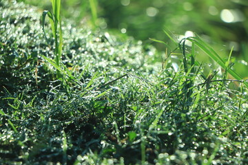 Dew on the green grass. Abstract background Close up shot with selective focus and beautiful natural blur