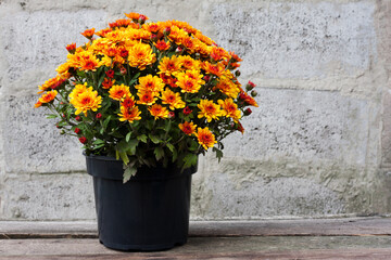 beautiful bush of orange chrysanthemums in flower pot stands on wooden table against gray stone wall. Autumn flowers for Thanksgiving. Postcard with space for text.