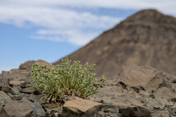 Plants in the rocky desert in Mongolia