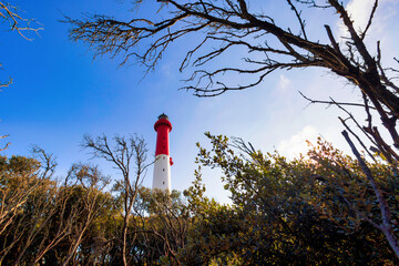 Tall lighthouse in the wild forest - 537779243