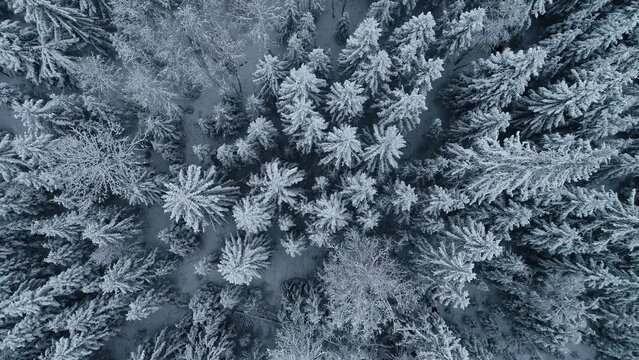 Winter forest snow  pine trees landscape drone 4K top down overhead video.
