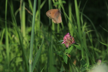 speckled wood butterfly macro photo