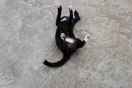 top view of black and white cat lying on the floor,upside down cat,cute domestic cat