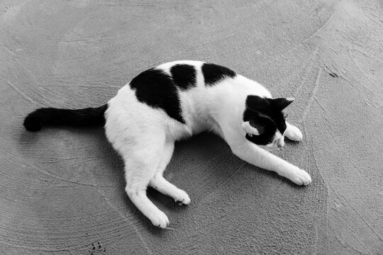Black and white photo of domestic cat, top view of cat, black and white cat lying on cement floor.