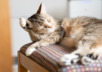 毛づくろいするキジトラ白の猫