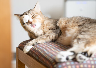 毛づくろいするキジトラ白の猫