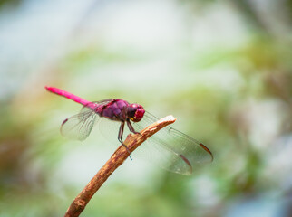 dragonfly on a leaf