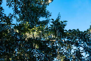 Summer landscape. Poplar fluff is to blame for allergies, summer begins with poplar fluff. Magic...