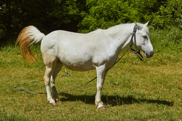 Naklejka na ściany i meble White horse on a leash is grazing.