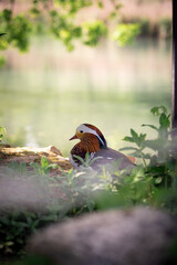 Wunderschöne Ente die an einem See friedlich sitzt	