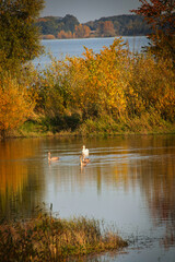 Łabędź z młodymi © Radosław