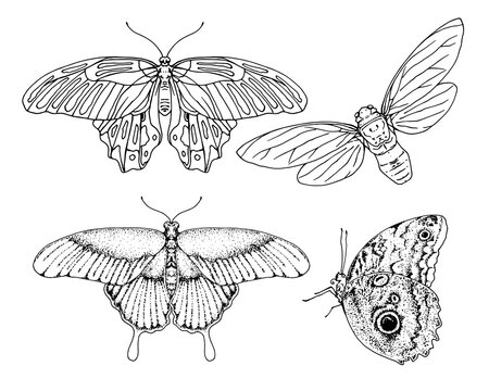 a set of insects from butterflies, a moth and a cicada, sketches from above and from the side, night moths in realism with dots of a pattern, an isolated black outline on white for a design template