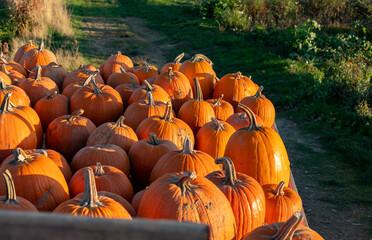 Some ripe orange pumpkins laying on the cart during the late afternoon in October.