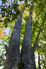 Fototapeta premium Beech trees forest landscape