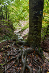 Tree roots landscape