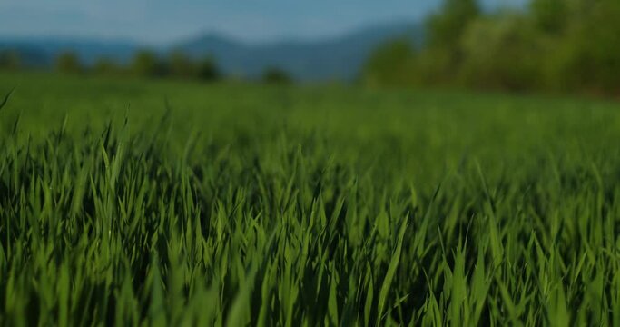 Young green wheat ears amd green grass slowly moving and the mountains on the background