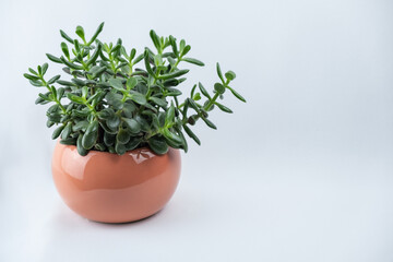 Stylish crassula in a pot. Bonsai money tree. Home decor