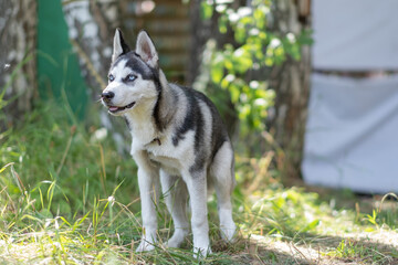 dog breed husky looks into the distance. black and white husky. siberian husky puppy, sled dog