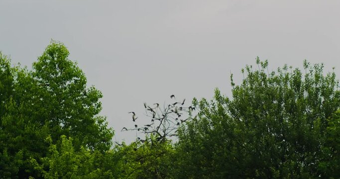 A flock of frightened birds fly away from a tree