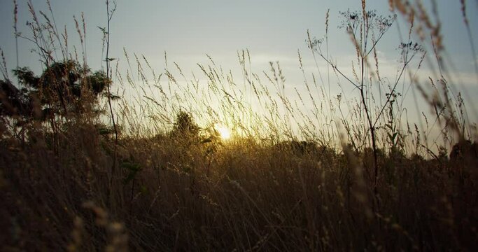 The camera flies through the grass on a meadow at sunset or sunrise