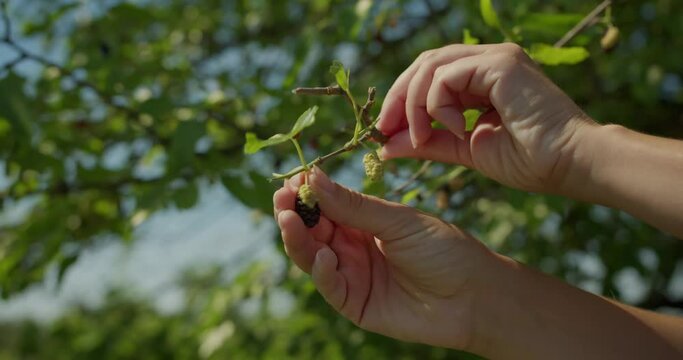 Close up of female hands picking mulberries, mulberry leaf, sun rays break through the leaves