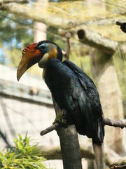 Toucans
