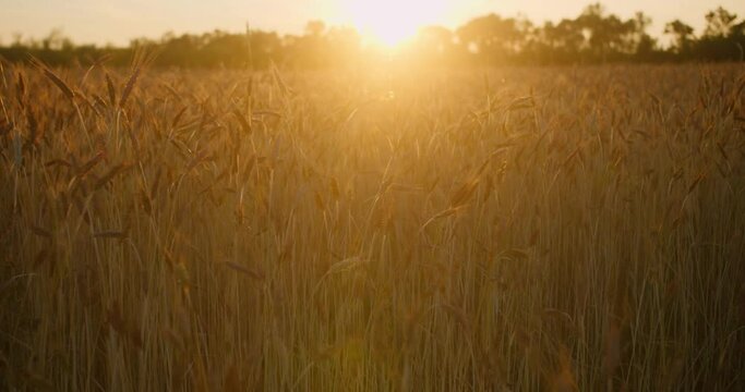 Сamera moving away of the sun on a wheat field in the sunset rays