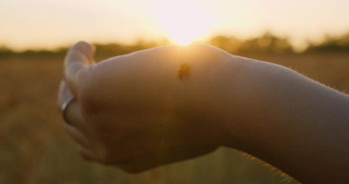 Close up of woman's hand and ladybug, woman plays with ladybug in sunset rays of the sun
