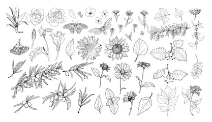 a set of medicinal edible plants, leaf flowers and berries in the sketch style. collection of isolated black contour, daisies, sunflowers, cherry blossoms, peony, clover and