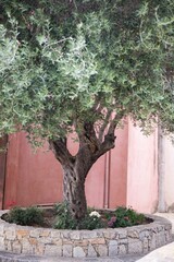 Vertical shot of an olive tree