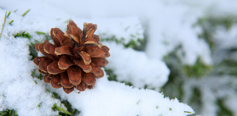 Christmas background with spruce branches with pine cone isolated on snow