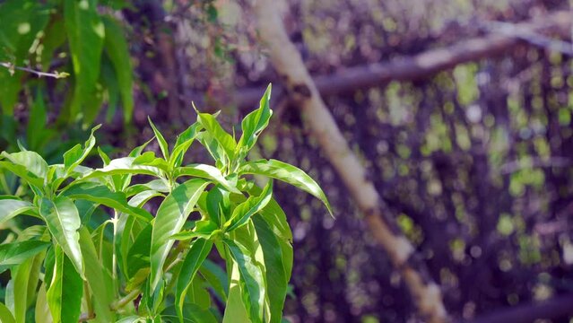 Justicia adhatoda, commonly known in English as Malabar nut, adulsa, adhatoda, vasa, or vasaka, is a medicinal plant native to Asia, widely used in Siddha Medicine, Ayurvedic, homeopathy and Unani sys