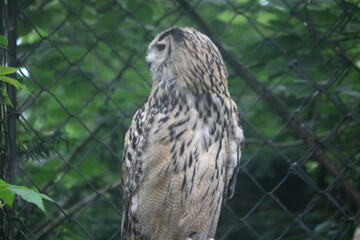HIBOU GRAND DUC