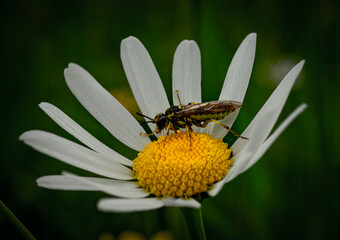 Obraz premium bee on a flower