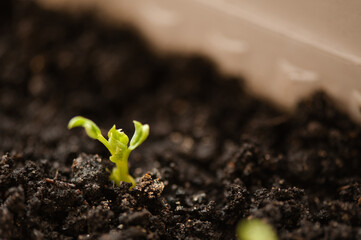 Small green plant sprout of domestic peas in flower pot at home closeup. Houseplant growing in organic soil. Beginning of new life and hope concept.