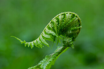 Fern is a member of a group of vascular plants that reproduce by spores and have neither seeds nor flowers. Medicinal plant