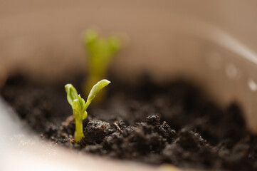 Small green plant sprout of domestic peas in flower pot at home closeup. Houseplant growing in organic soil. Beginning of new life and hope concept.