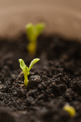 Small green plant sprout of domestic peas in flower pot at home closeup. Houseplant growing in organic soil. Beginning of new life and hope concept.