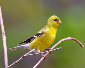 American Goldfinch Photo and Image. Close-up profile view, perched on a branch with a soft blur background in its environment and habitat and displaying its yellow feather plumage. Finch Photo 