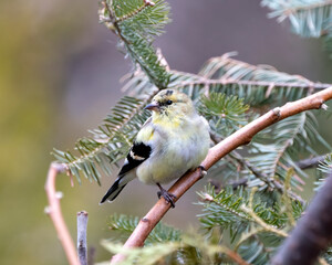 American Goldfinch Photo and Image. Finch close-up profile view, perched on a branch with coniferous tree blur background in its environment and habitat surrounding.